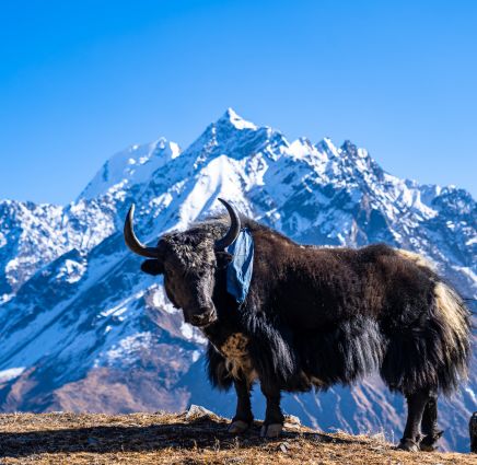 Tour Trung Quốc 7 Ngày 6 Đêm: Xining - Tây Tạng - Hoa Sen Trên Tuyết